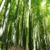 bamboo poles