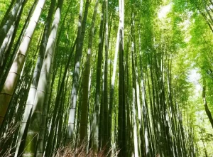 bamboo poles