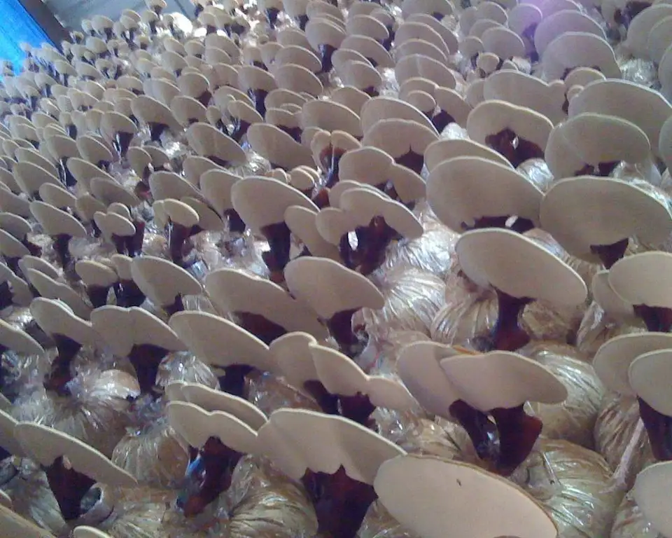 REISHI MUSHROOM - Image 6