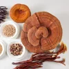 reishi mushroom