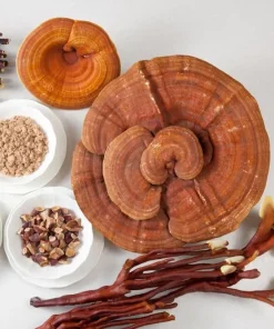 reishi mushroom