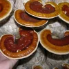 reishi mushroom