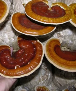 reishi mushroom