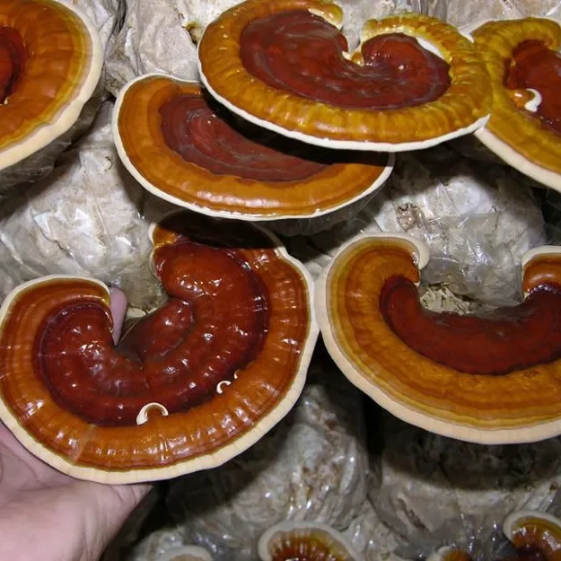 reishi mushroom