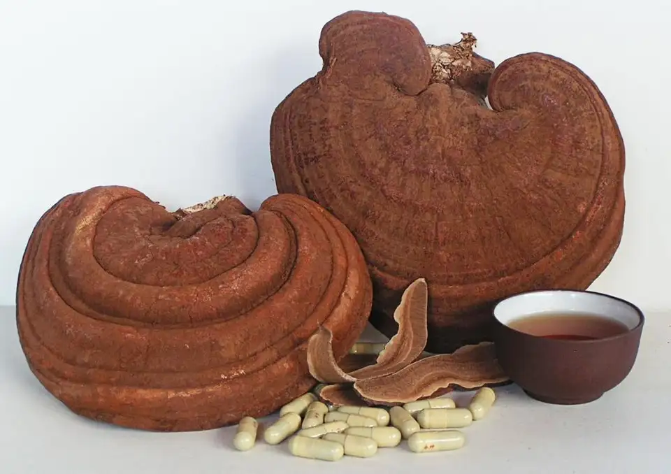 REISHI MUSHROOM - Image 4