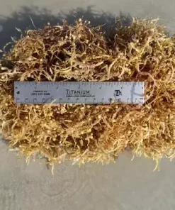 Alternative view of SARGASSUM SEAWEED POWDER