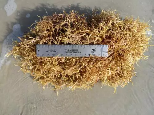 SARGASSUM SEAWEED POWDER - Image 2