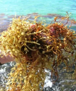Sargassum seawwed