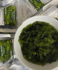 Alternative view of SEA GRAPES