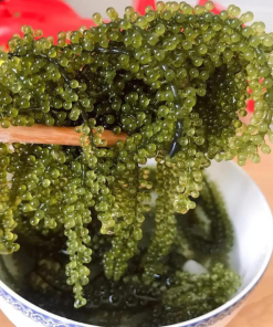 SEA GRAPES
