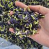 Butterfly Pea Flower