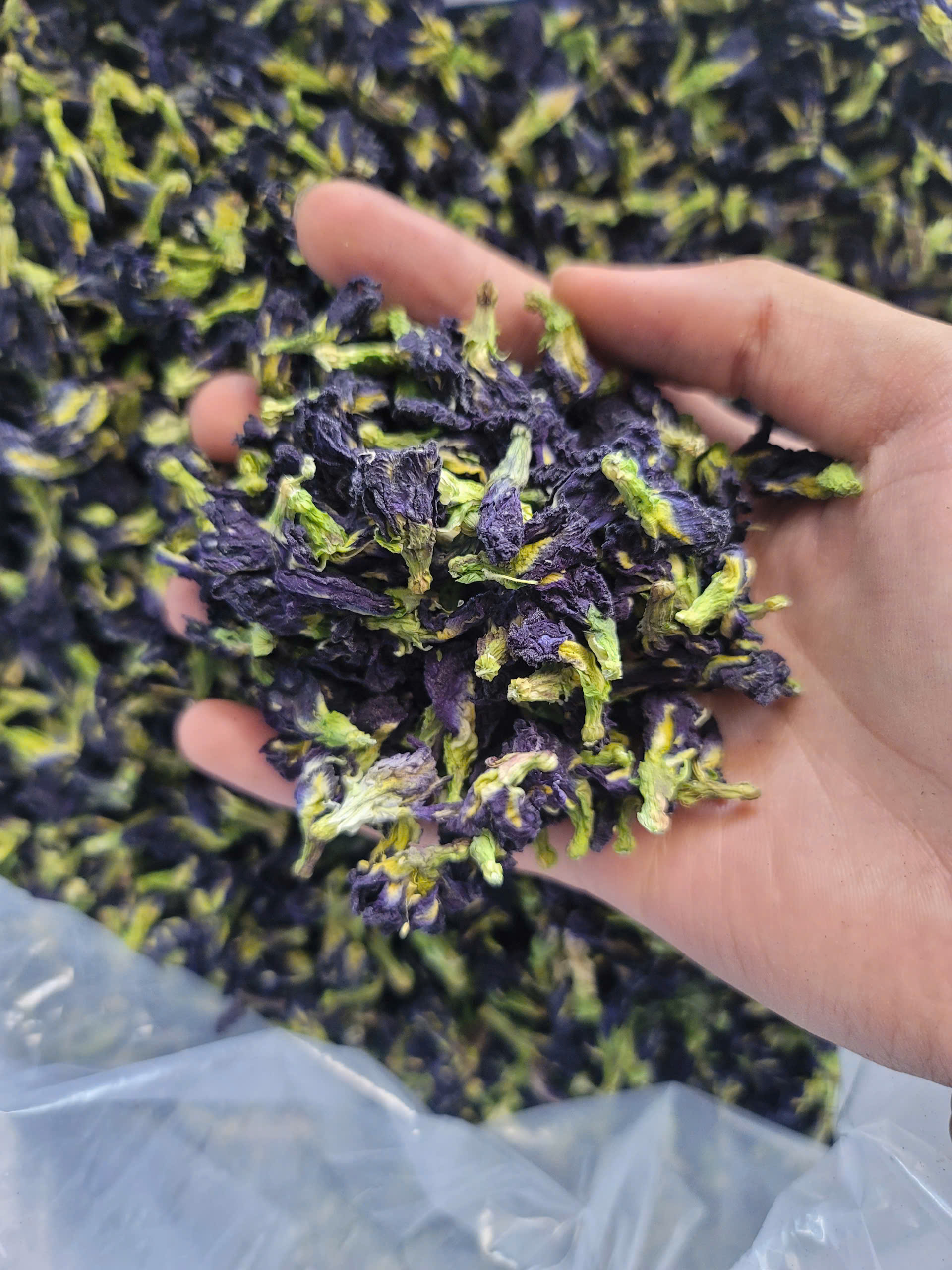 Butterfly Pea Flower