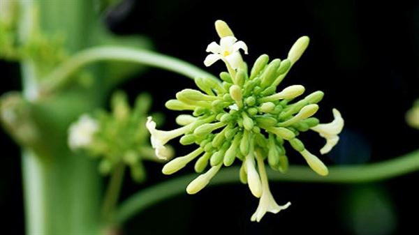 male papaya flowers 