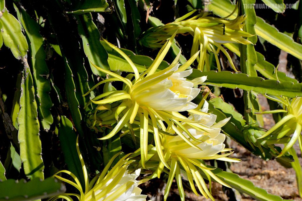 dragon fruit