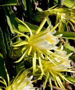 Dragon Fruit Flower