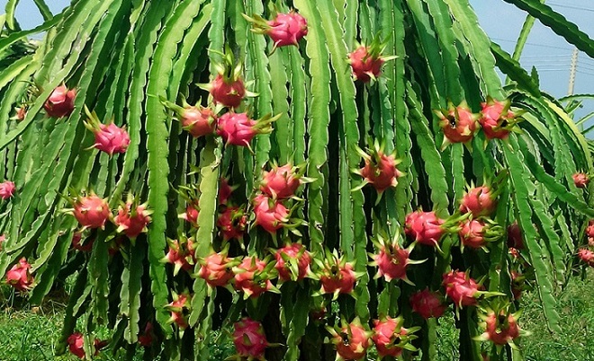 dragon fruit