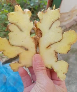Alternative view of FRESH GINGER