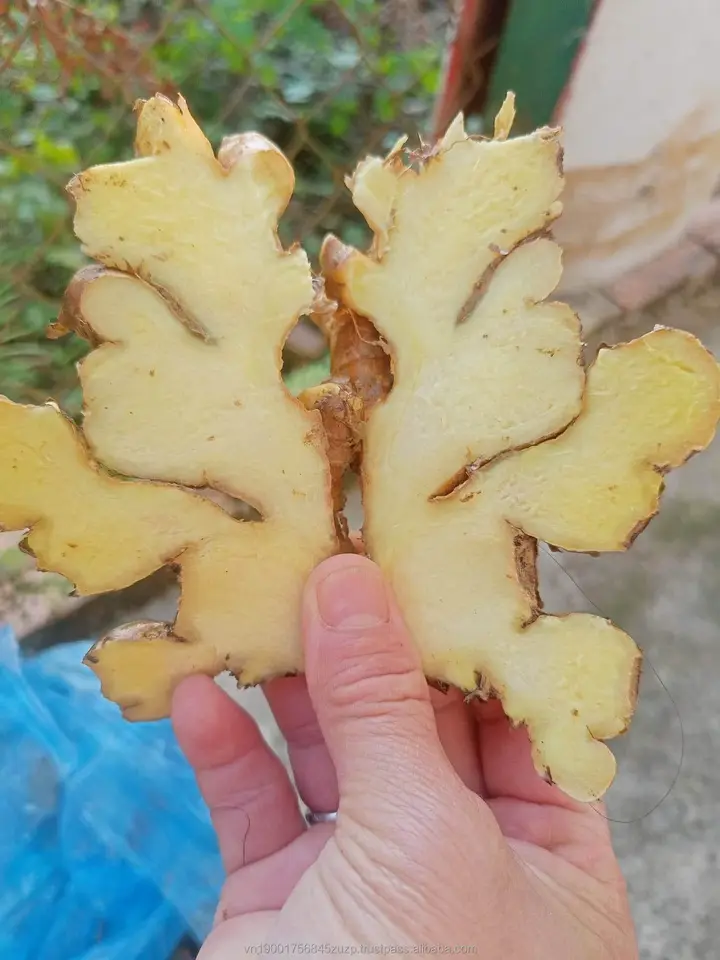 FRESH GINGER - Image 2