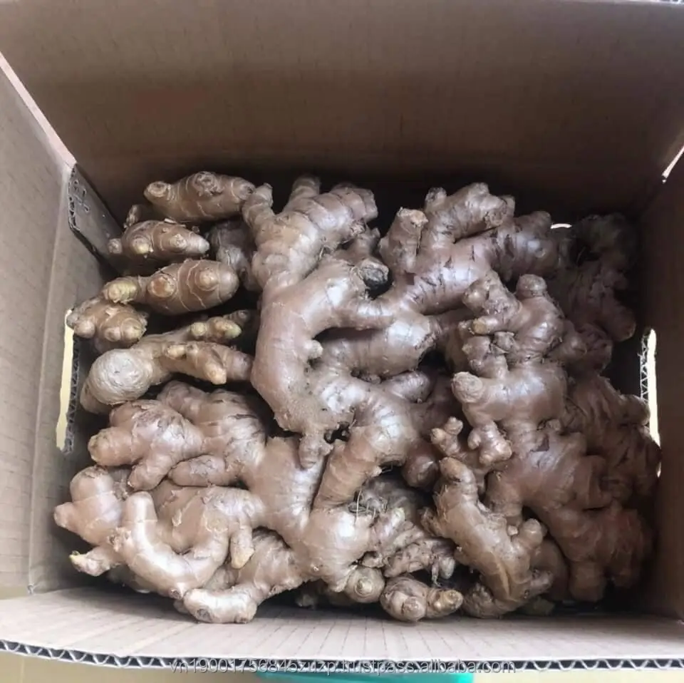 FRESH GINGER - Image 4