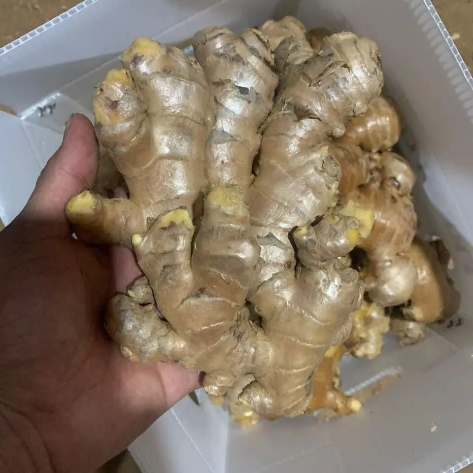 FRESH GINGER - Image 3