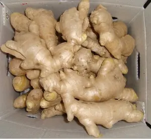 FRESH GINGER - Image 5