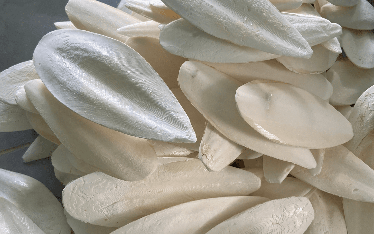 cuttlefish bone