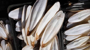 cuttefish bone