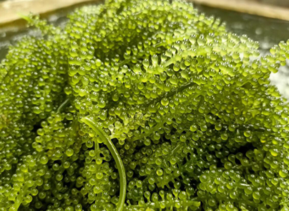 fresh sea grapes
