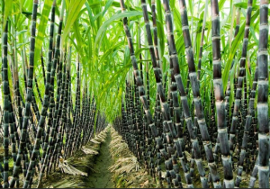 sugarcane 