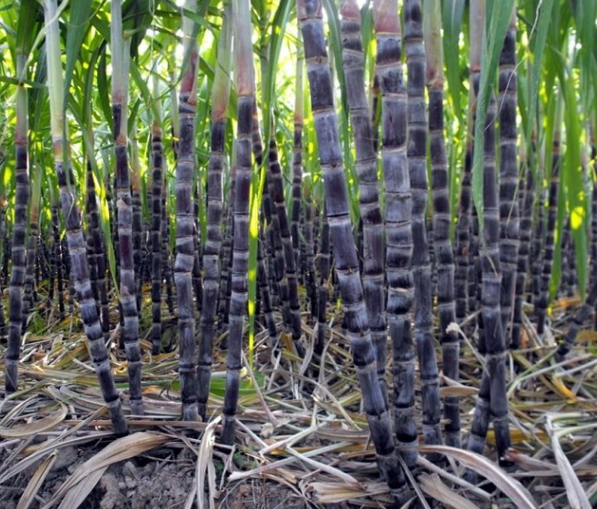 SUGARCANE MOLASSES - Image 3