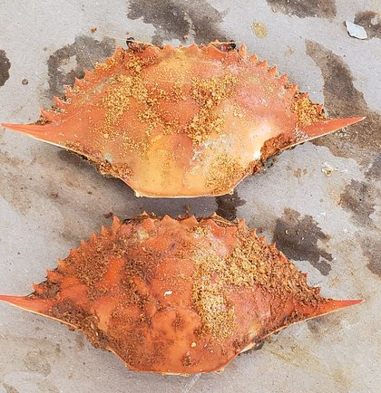 crab shell in use
