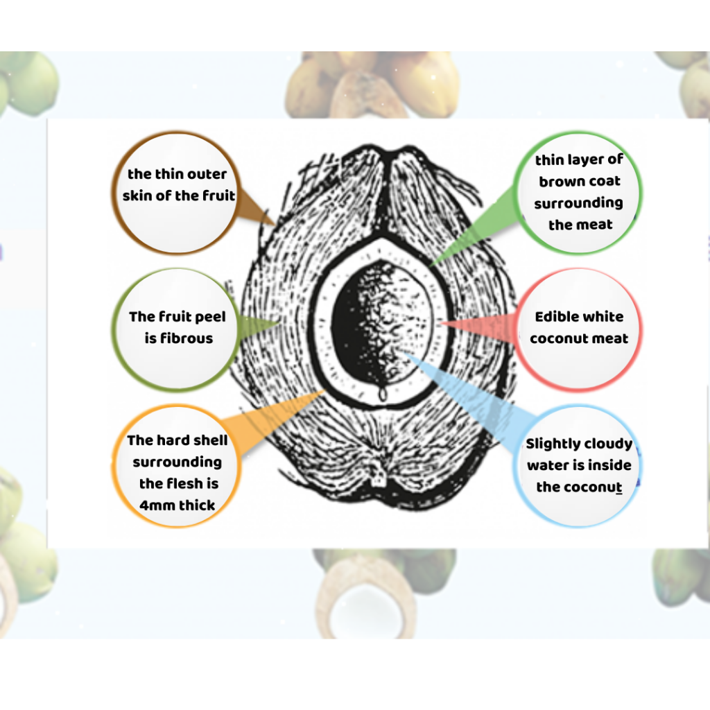 Detailed photo of coconut