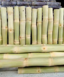 Alternative view of Frozen Sugar cane