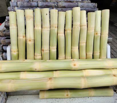 Frozen Sugar cane - Image 2