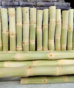 Frozen Sugar cane