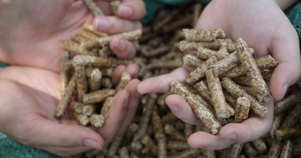 Corn Kernel Pellets - Image 4