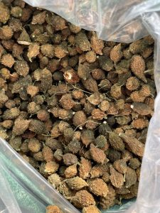 Dried bitter melon