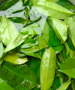 SOURSOP LEAF
