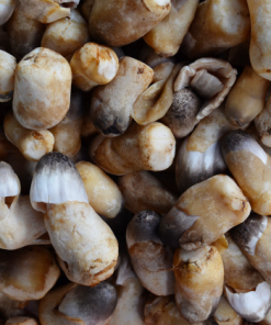 Alternative view of CANNED STRAW MUSHROOMS