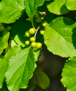 DRIED CELASTRUS HINDSII LEAF