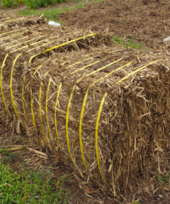 Alternative view of DRIED BAGASSE