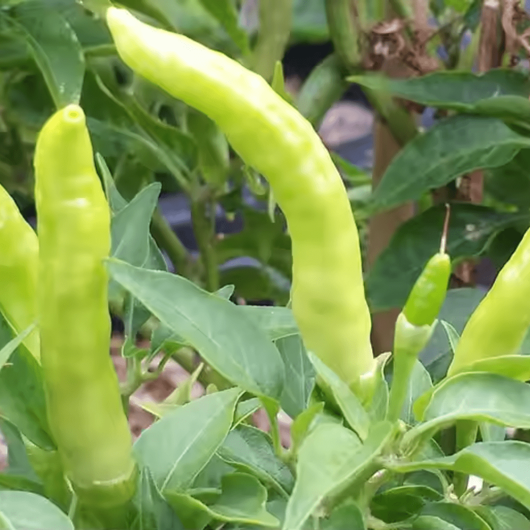 Pickled Green Chili - Image 4