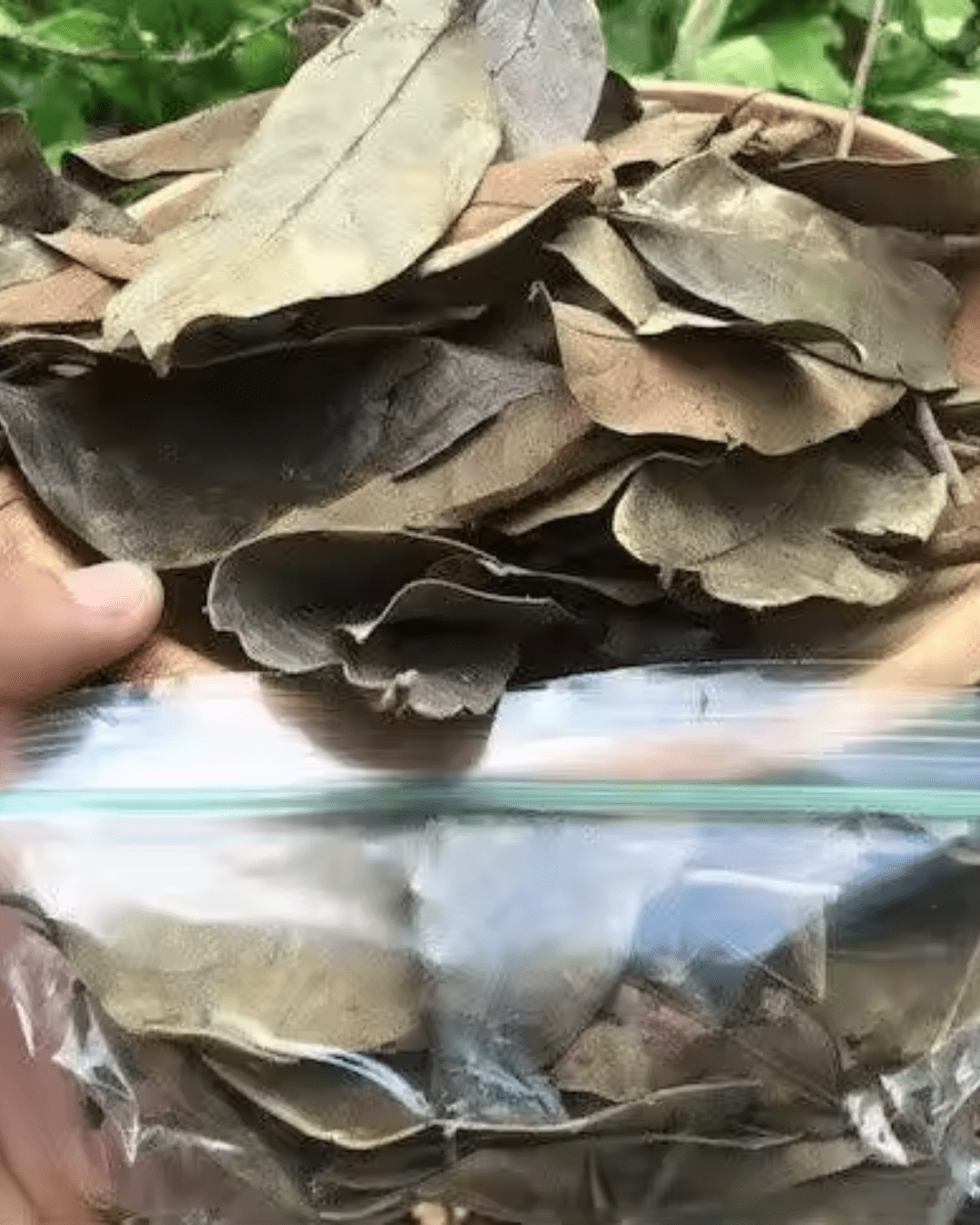 Dried Soursop Leaves - Image 4