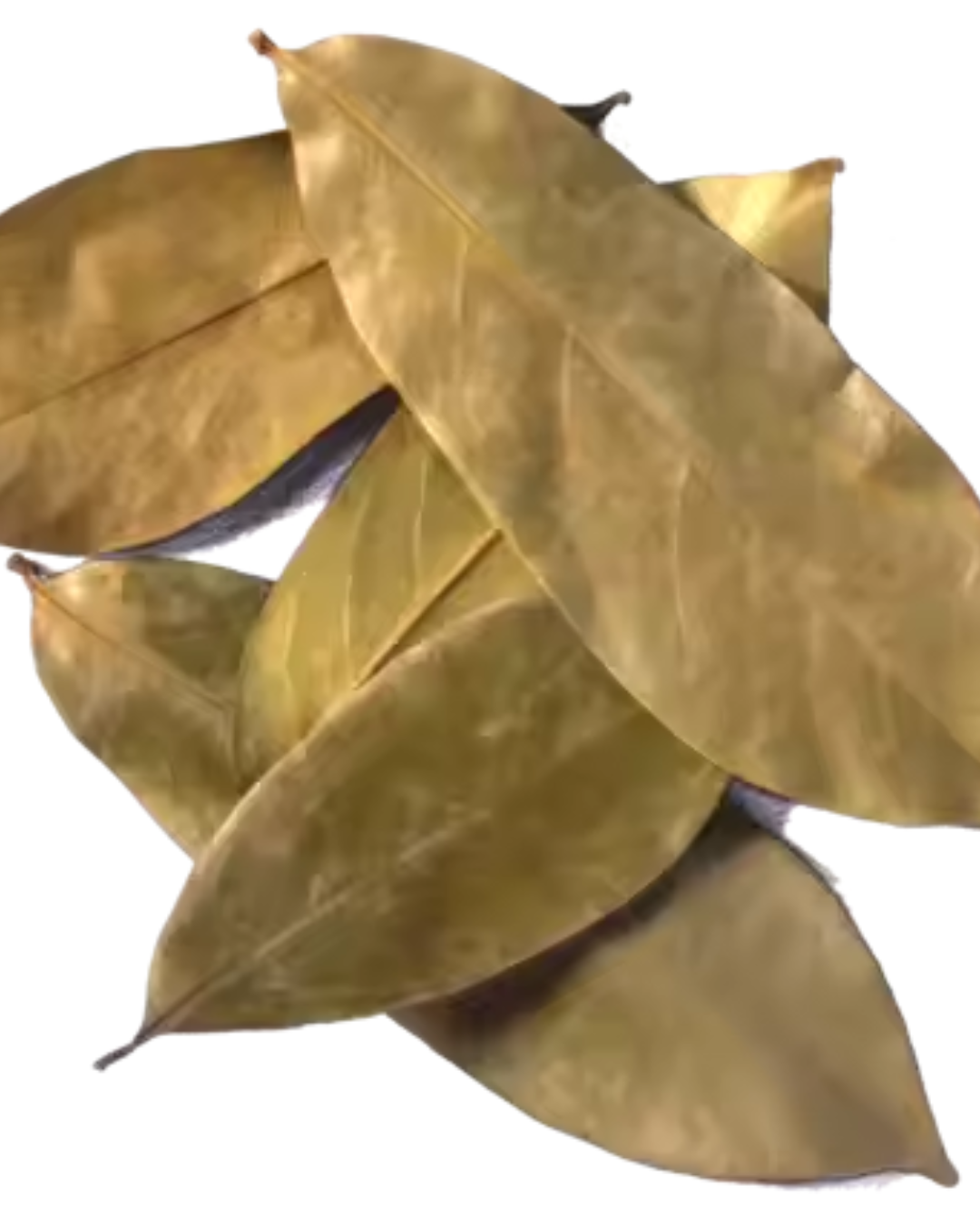 Dried Soursop Leaves - Image 5