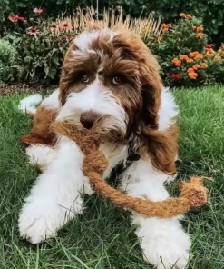 Alternative view of Coconut Chew Rope Toy