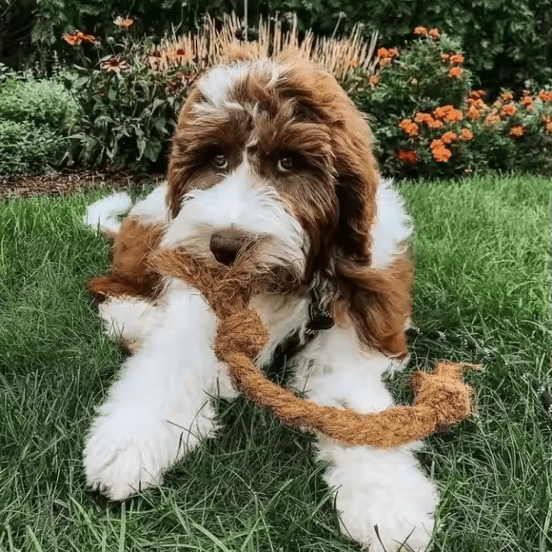 Coconut Chew Rope Toy - Image 2