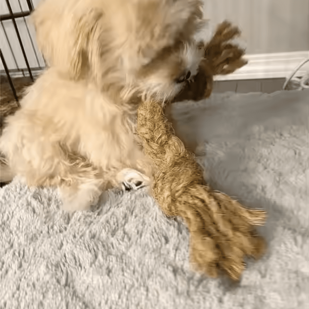 Coconut Chew Rope Toy - Image 4