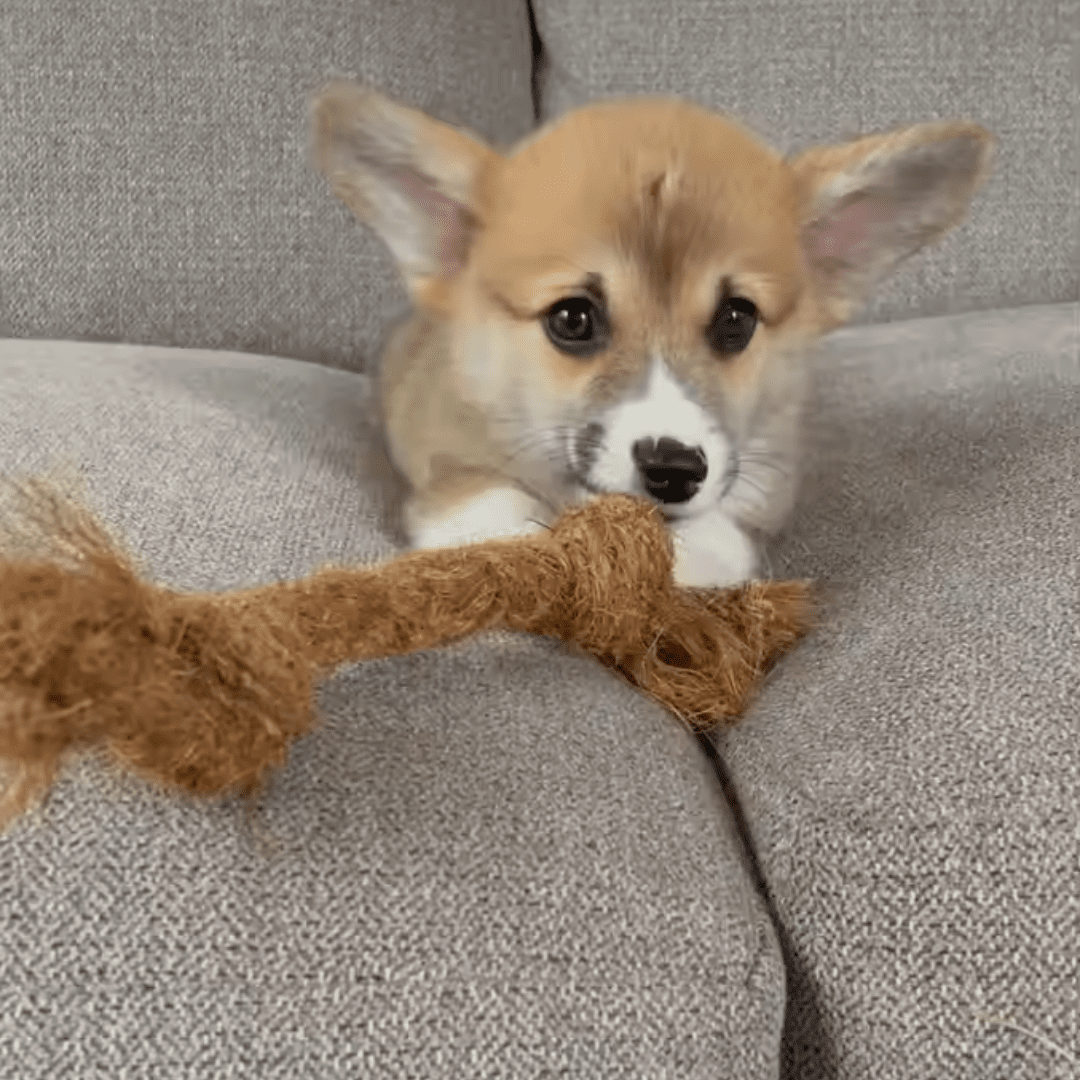Coconut Chew Rope Toy - Image 3