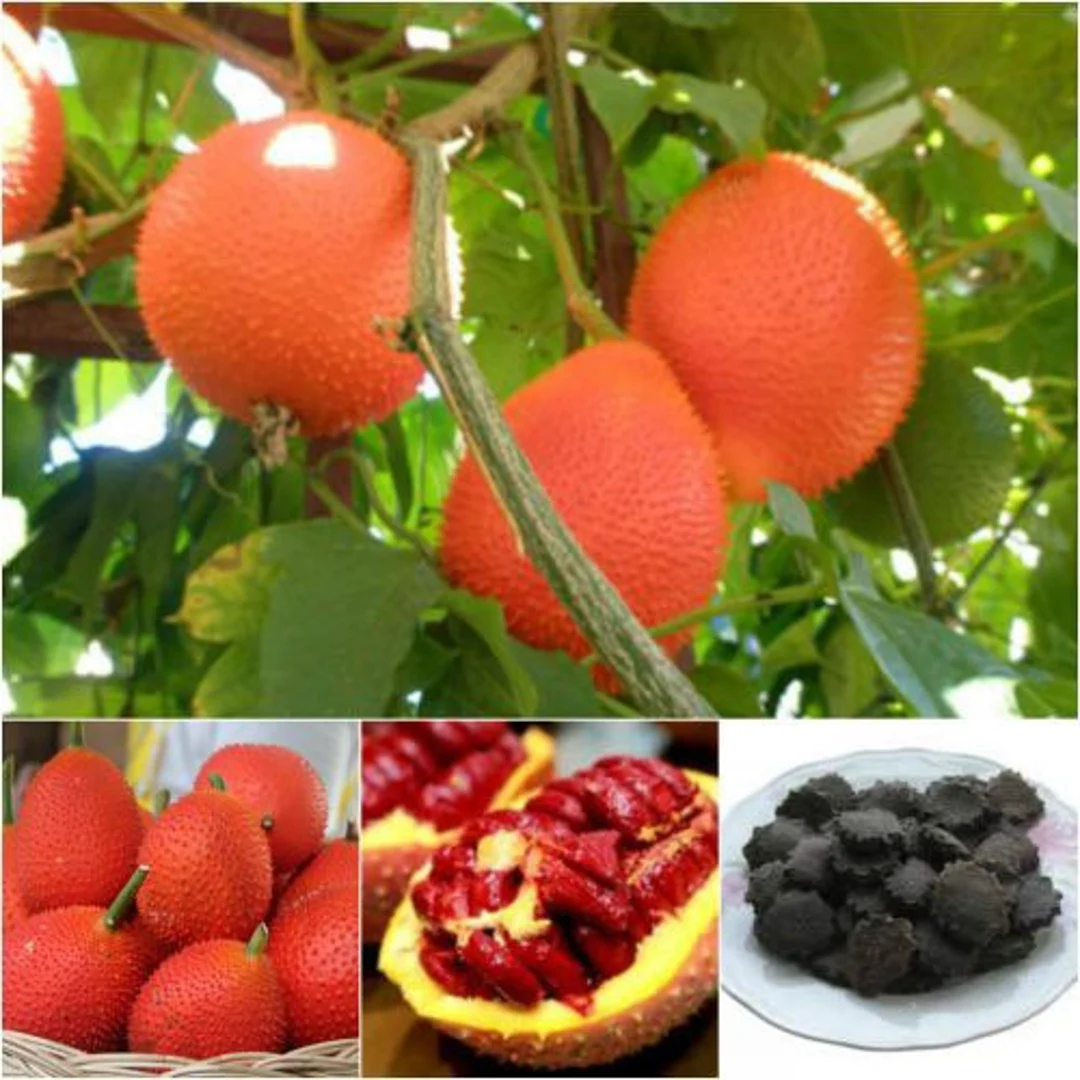 Gac Seeds - Image 3