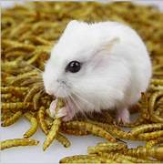 Alternative view of Dry mealworm –Ideal natural protein source for poultry and pets